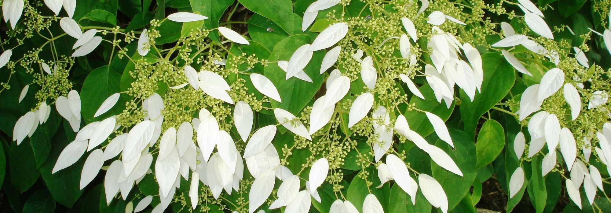 Schizophragma hydrangeoides : planting, cultivation and care