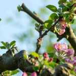 Pruning low-stem fruit trees: when and how?