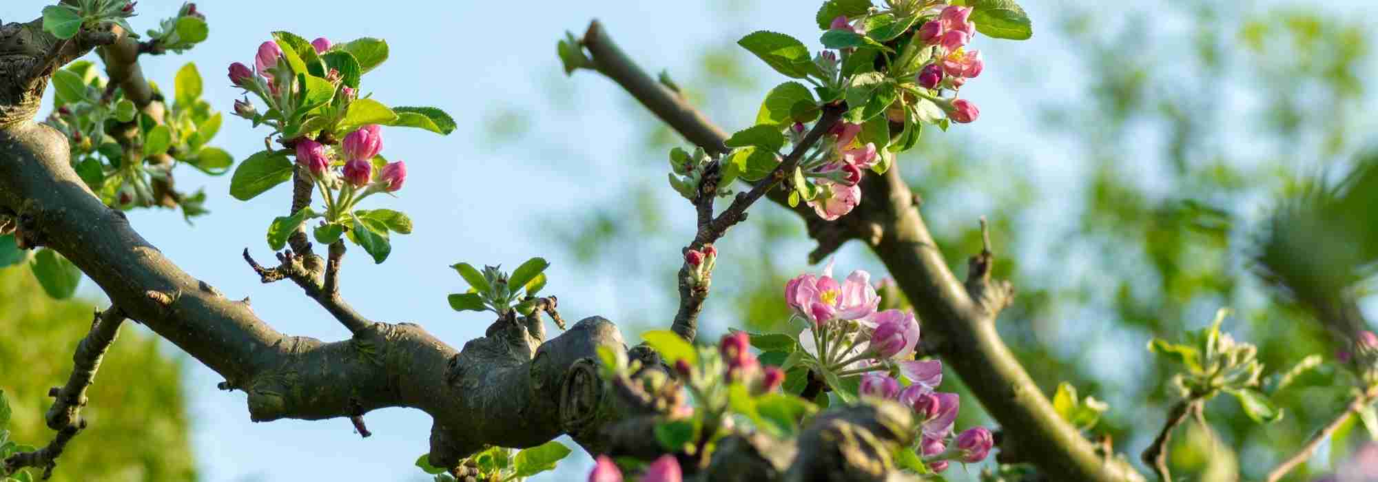 Pruning low-stem fruit trees: when and how?