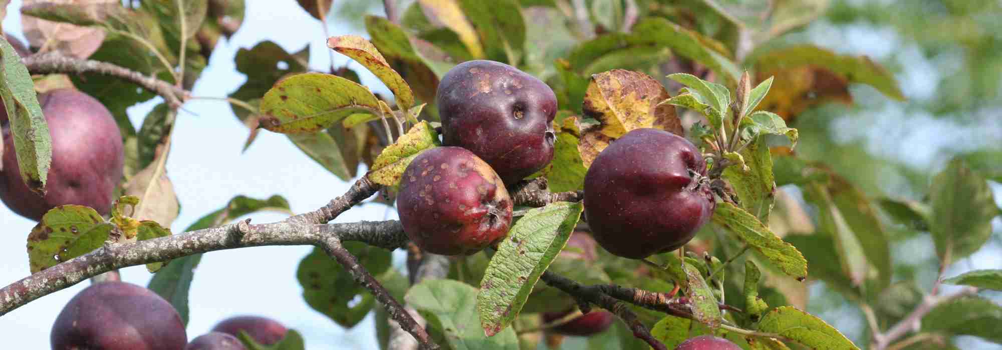 Apple scab on apple and other fruit trees