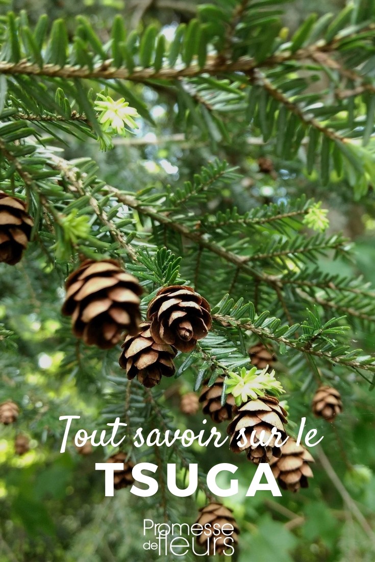 Hemlock: Everything You Need to Know