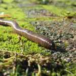 Earthworm or lumbric: an indispensable ally in the garden