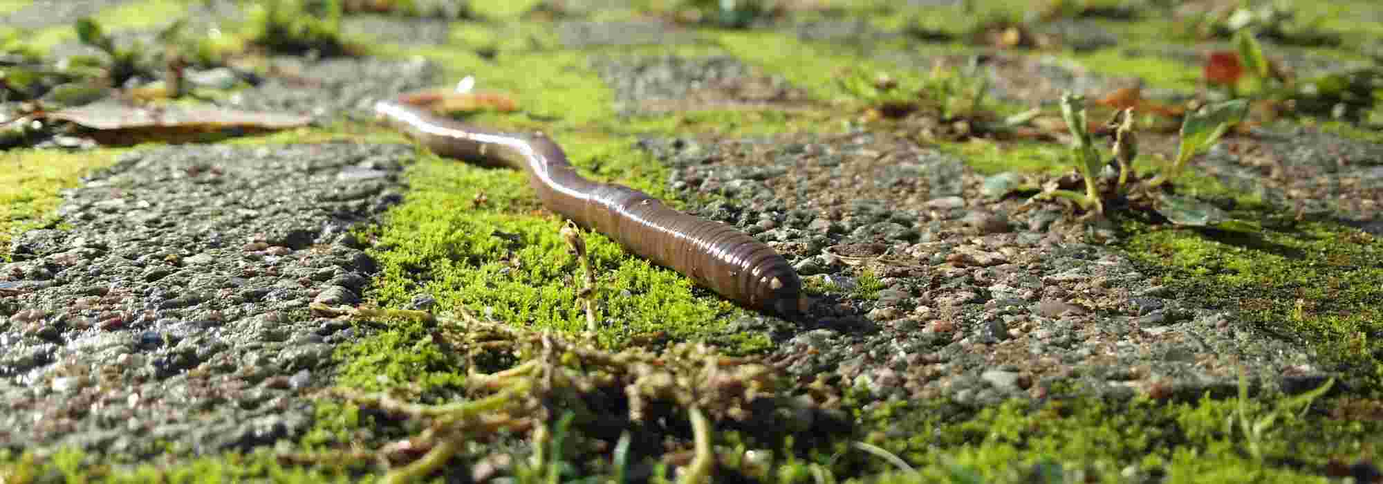 Earthworm or lumbric: an indispensable ally in the garden