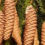 Spruces, Picea: planting, pruning and care