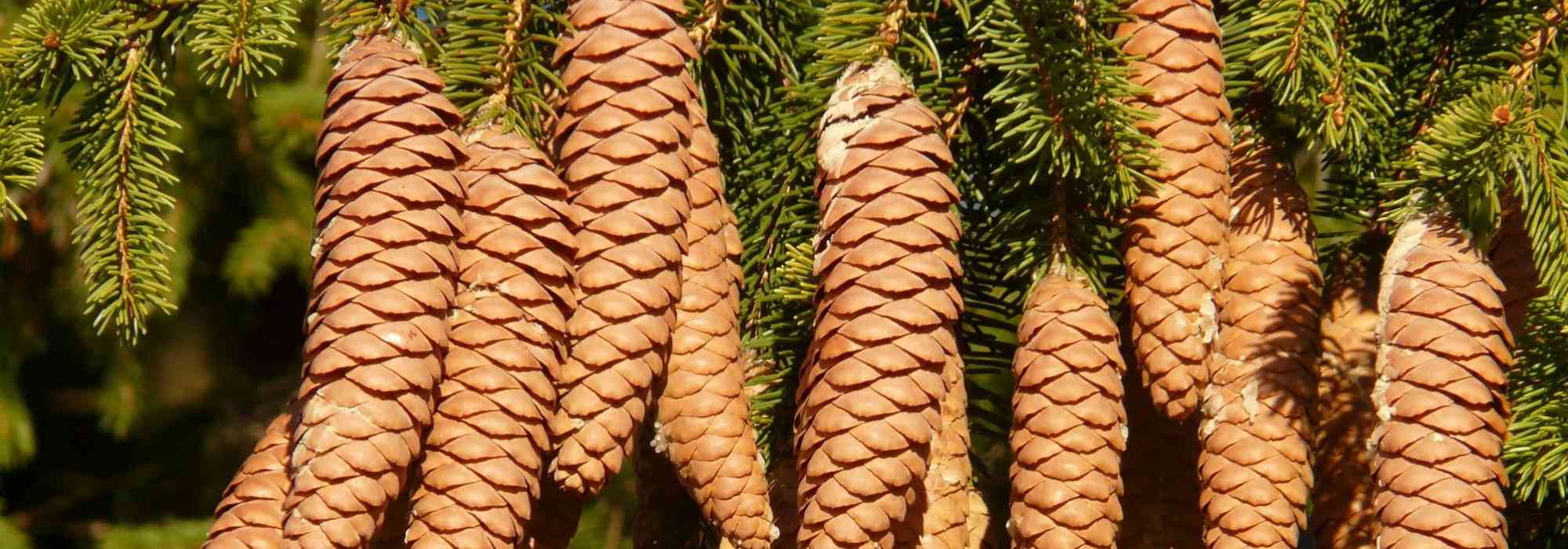Spruces, Picea: planting, pruning and care