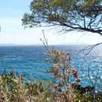 10 perfect bushes for a seaside garden