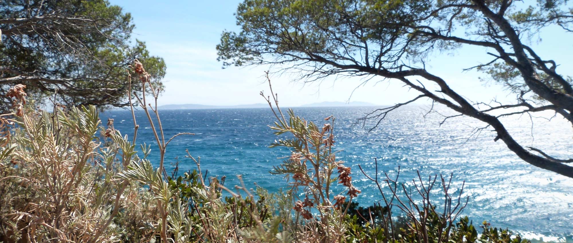 10 perfect bushes for a seaside garden