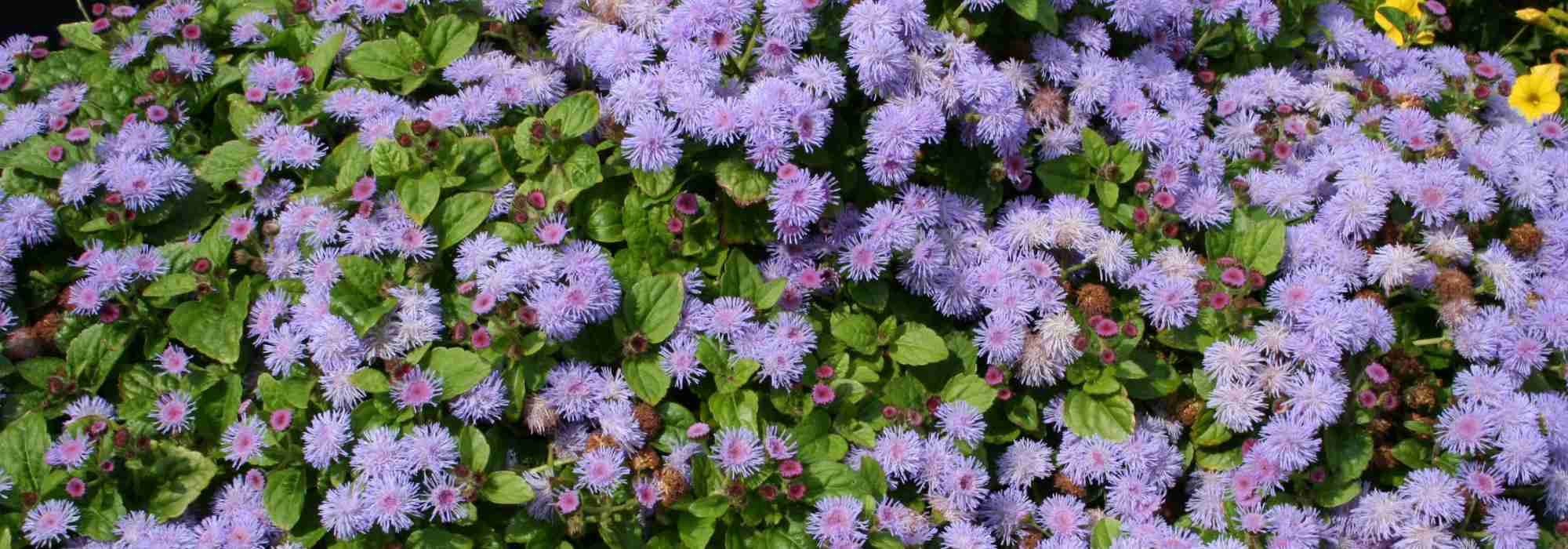 Ageratum, Mexican ageratum: sowing, planting, care