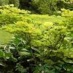 Shade-loving shrubs: which ones to choose?