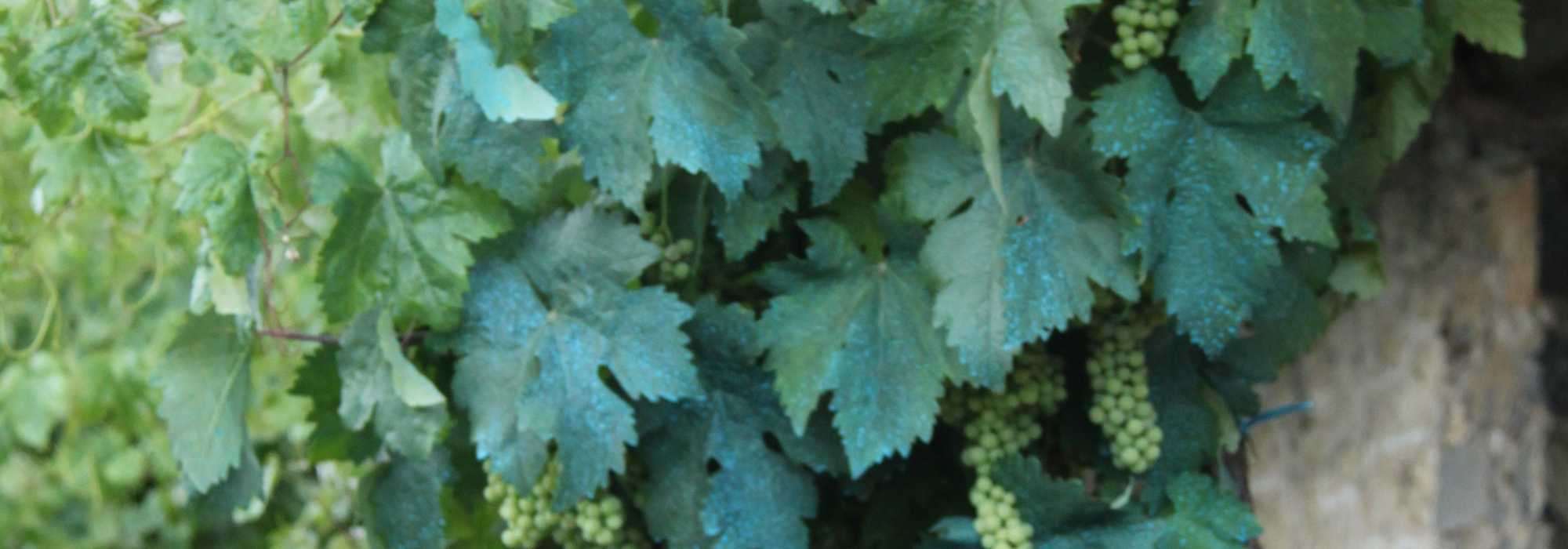 Bordeaux mixture and other copper-based treatments in the garden