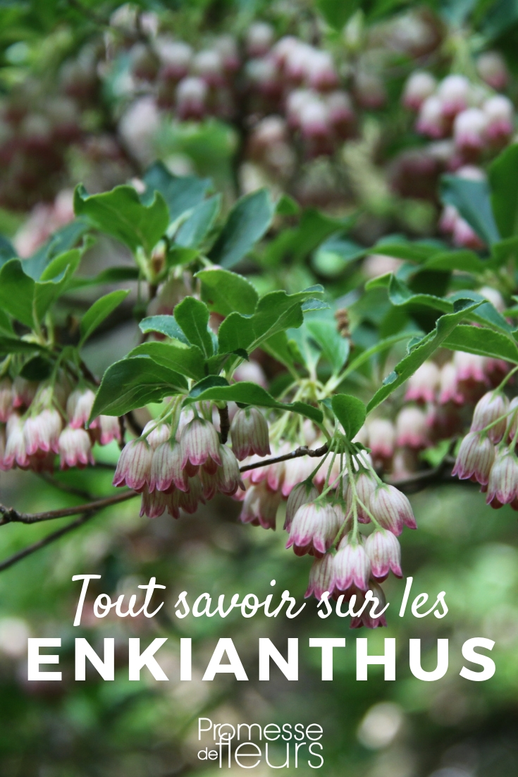 Campanulate Andromeda: Cultivation and Care