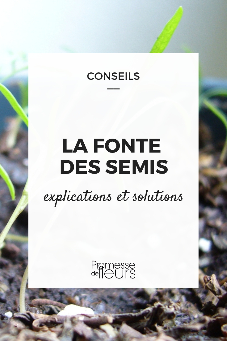 Preventing Sowing Damping Off: How to Avoid It