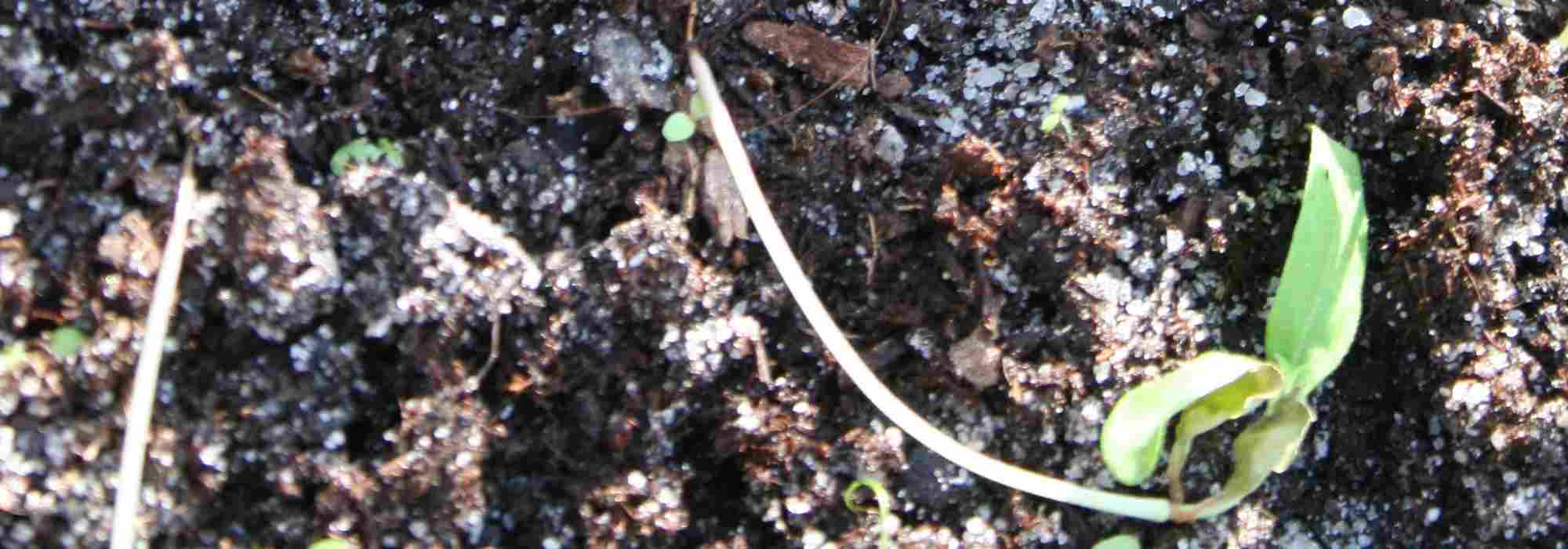 Damping off in sowing: understanding, combating, preventing