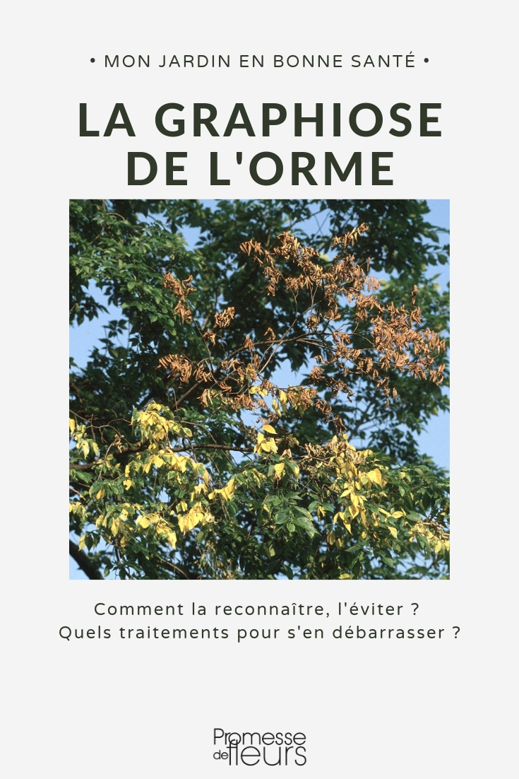 Graphiose: Symptoms, Damage, Treatment