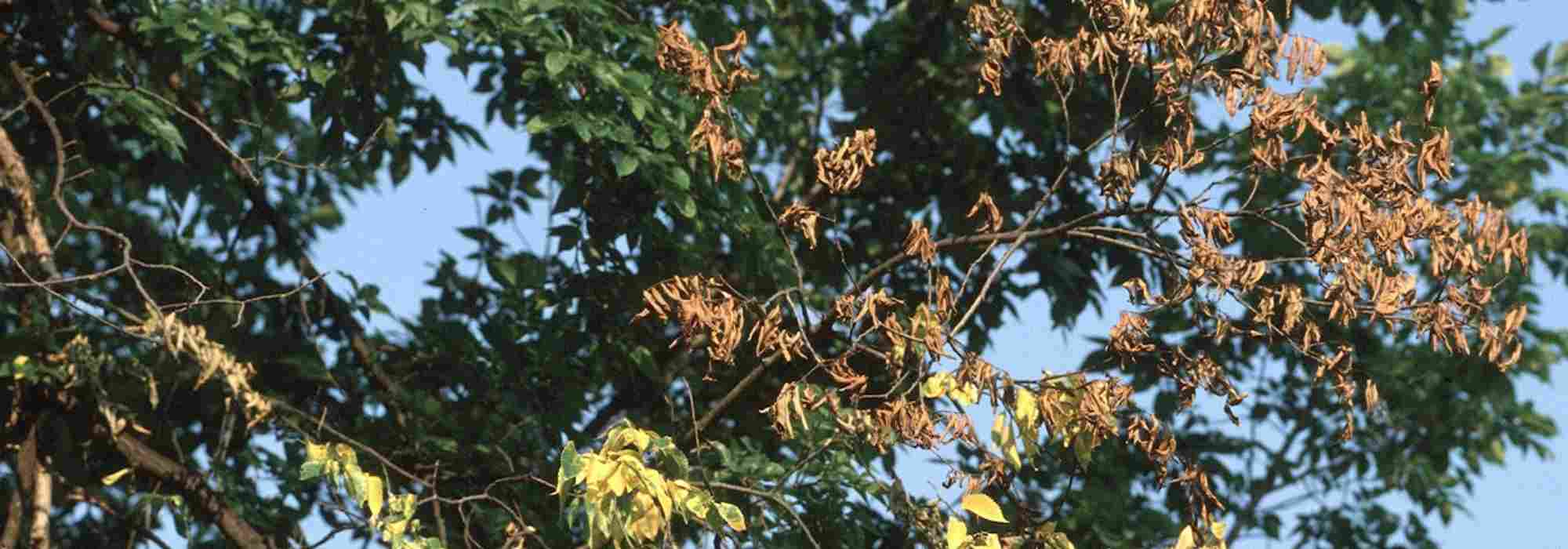 Dutch elm disease: identification and treatment