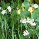 Woodrush: planting, cultivation and care