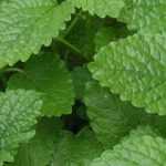 Lemon balm: sowing, planting, growing