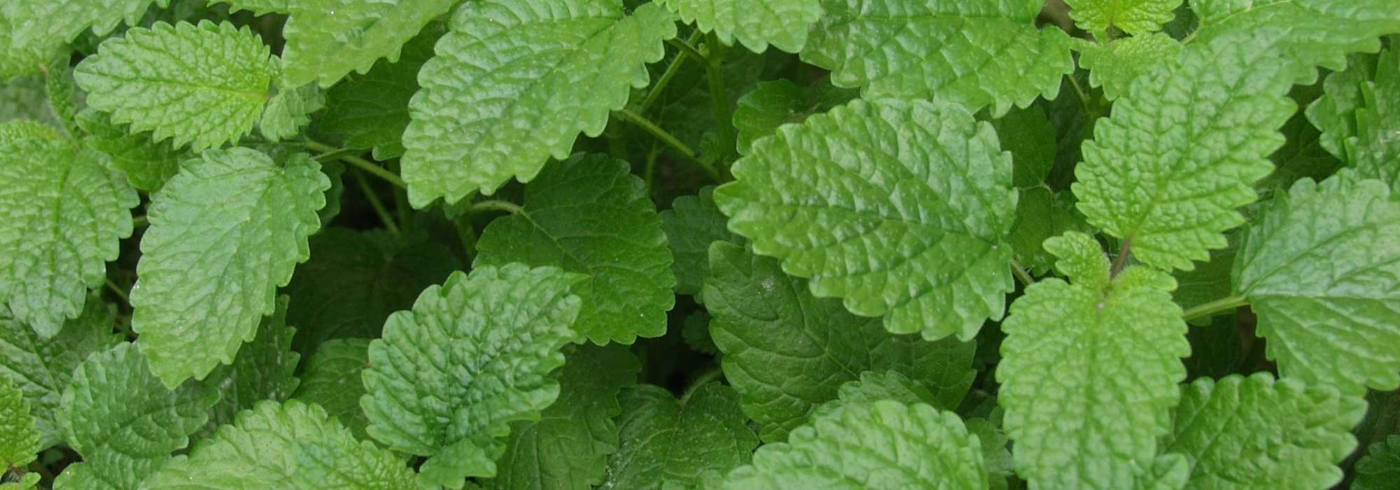 Lemon balm: sowing, planting, growing