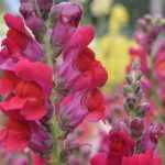 Snapdragon, dragon's mouth: sowing, planting, care