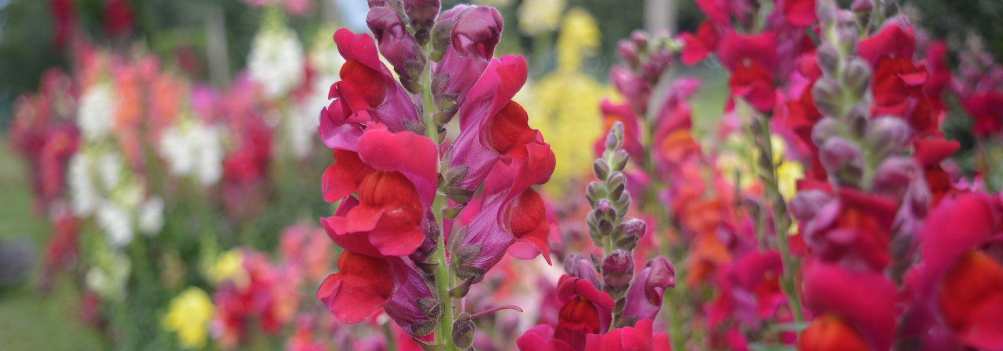 Snapdragon, dragon's mouth: sowing, planting, care