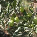 Olive tree, <em>Olea europaea</em>: planting, pruning