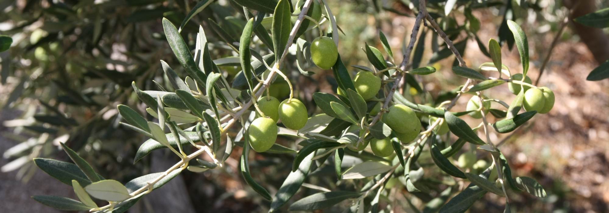 Olive tree, <em>Olea europaea</em>: planting, pruning