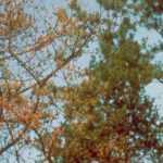 Phytophtora : identify, prevent, control