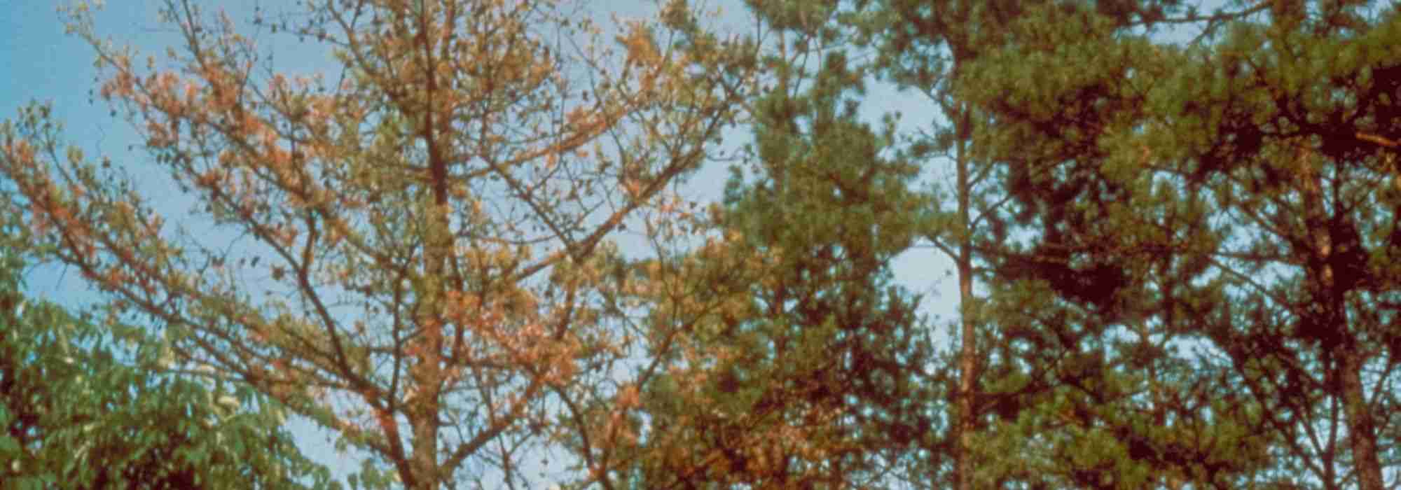 Phytophtora : identify, prevent, control