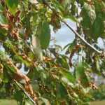 Coryneum or shot hole of stone fruit trees