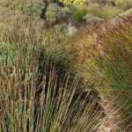 Restio, Elegia capensis: planting, pruning and care