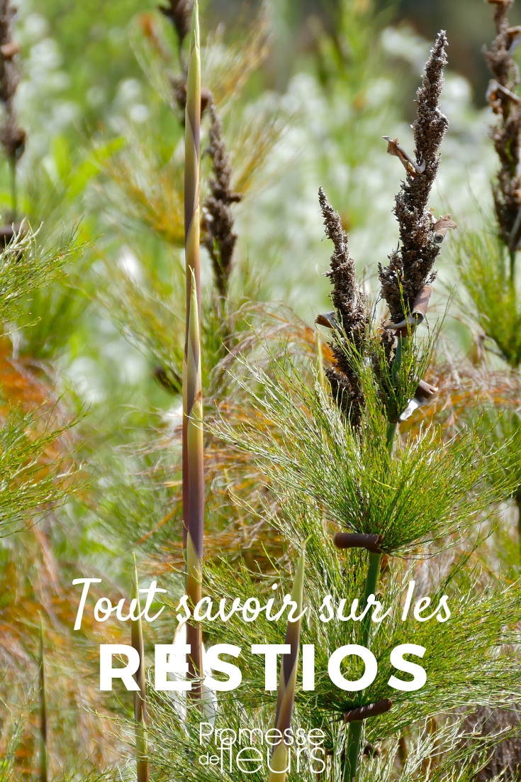 Planting and Cultivating Restios

Restios, intriguing members of the Restionaceae family, are becoming increasingly popular in gardens for their unique, grass-like appearance and resilience. Originating from South Africa, these plants thrive in a variety of environments, making them a versatile choice for gardeners. Here’s a guide on how to successfully plant and cultivate these fascinating plants.

### Choosing the Right Location
Restios prefer full sun to partial shade. They thrive in well-drained soil, ideally sandy and slightly acidic. When selecting a spot in your garden, ensure it mimics their natural habitat to promote healthy growth.

### Planting Young Plants
When planting young restios, it's crucial to maintain the root integrity. Dig a hole twice as wide as the root ball and just as deep. Gently place the young plant in the hole, ensuring the base of the plant is level with the soil surface. Backfill with soil, pressing down lightly to eliminate any air pockets.

### Watering and Feeding
Initially, restios need regular watering to establish themselves. However, once established, they are quite drought-tolerant. During the growing season, feed them with a balanced, slow-release fertilizer to support their growth.

### Maintenance
Restios require minimal maintenance. Remove old or dead foliage to keep the plant looking tidy and to encourage new growth. In colder climates, protect the roots with a layer of mulch in winter to prevent frost damage.

### Common Issues
Watch out for signs of overwatering such as yellowing leaves, which can lead to root rot. Ensure the planting area has good drainage to avoid this issue.

By following these simple steps, you can enjoy the unique beauty and texture of restios in your garden for years to come. Whether used as a focal point or as part of a mixed border, these plants are sure to add interest and diversity to your outdoor space.