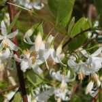 Styrax, Japanese snowbell: planting, growing, care