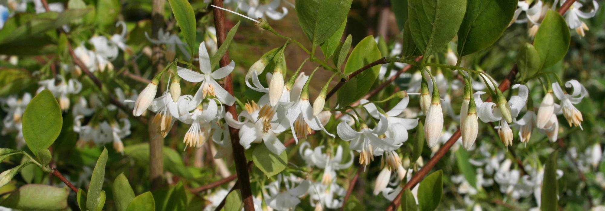 Styrax, Japanese snowbell: planting, growing, care