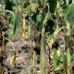 Verticillium wilt