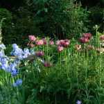 English garden: 10 emblematic plants