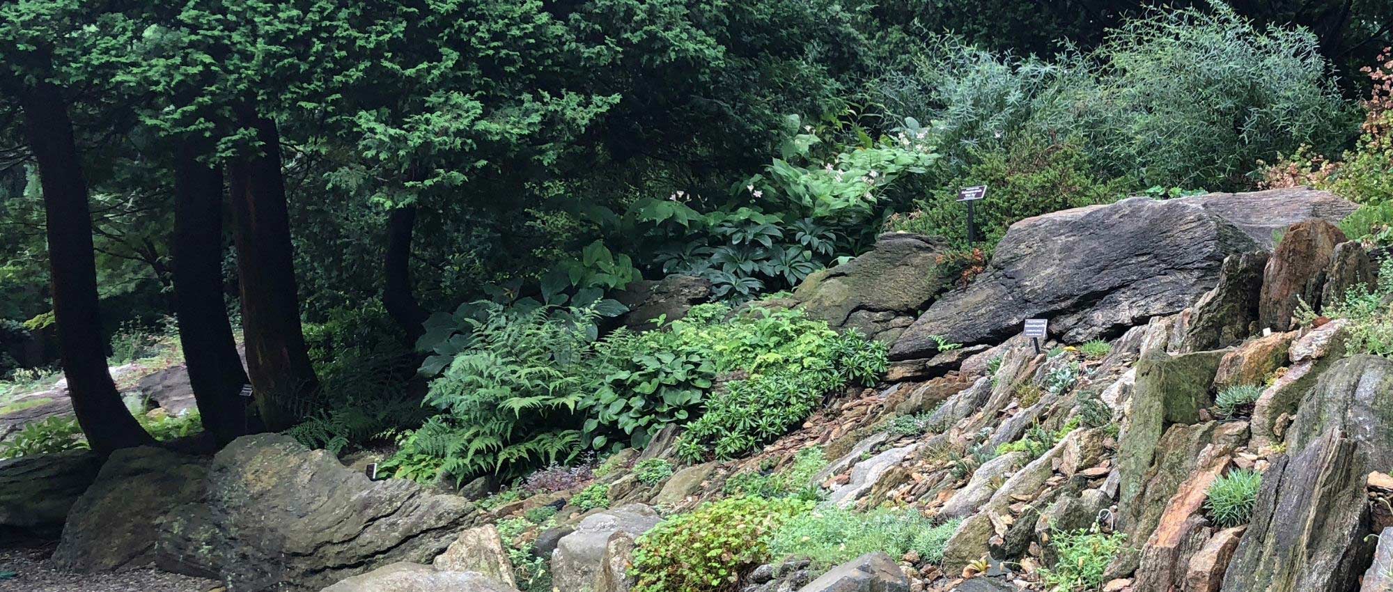 10 plants to create a shady rockery