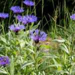 10 perennial plants for calcareous soil