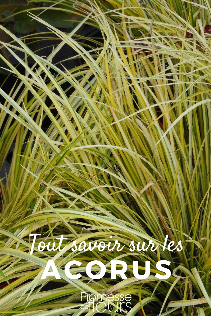 acorus_planting and cultivating