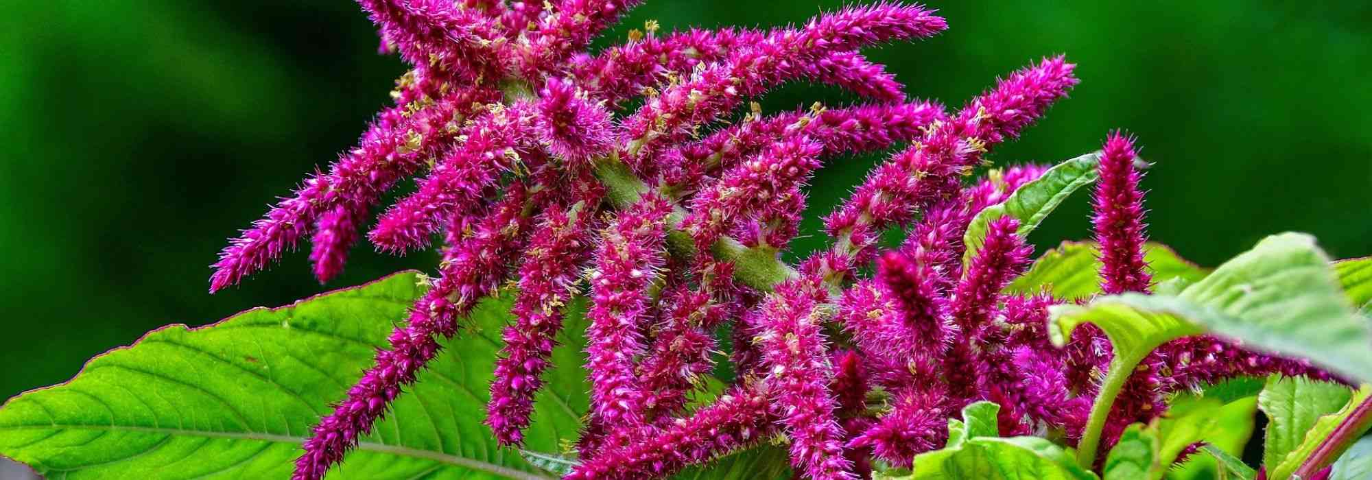 Amaranth : sowing, planting, care