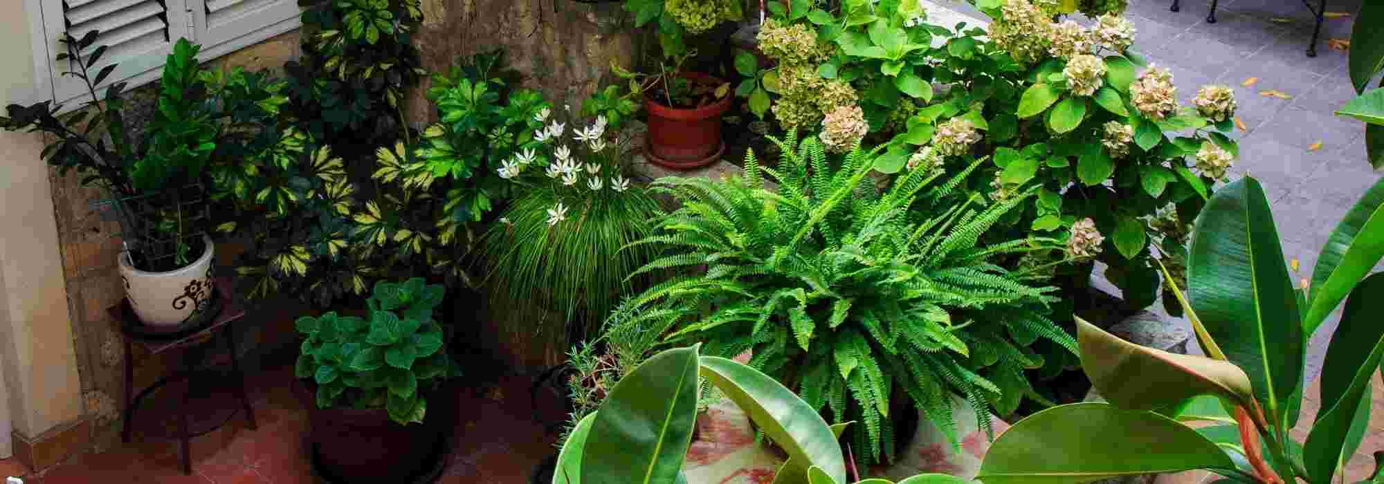 Transform a courtyard into a charming garden: ideas and tips