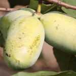 Trilobed paw paw, <em>Asimina triloba</em>: planting, growing, harvesting