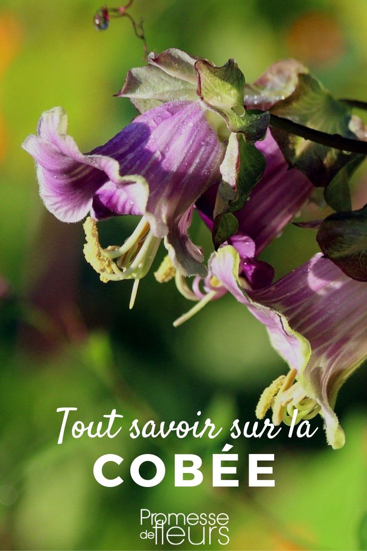 Cobaea: Everything You Need to Know

The Cobaea, often referred to as the "Cathedral Bells" or "Cup and Saucer Vine", is a captivating climbing plant that can add a touch of drama and vertical interest to any garden. Originating from Mexico, this vigorous vine thrives in the British and Irish climates, especially when provided with a sunny position and a bit of shelter.

### Growing Conditions

Cobaea plants prefer a sunny spot with well-drained soil. They are particularly effective when grown against a sunny wall or trellis, where they can receive ample sunlight. Although they are perennial in their native habitat, in cooler climates they are often grown as annuals.

### Planting Tips

To get the best out of your Cobaea, plant them in a location that receives full sun for the majority of the day. They can be started indoors in pots about 6-8 weeks before the last expected frost. Use a good quality seed compost and keep the seeds at a temperature of around 18-20°C. Once the risk of frost has passed, they can be moved outdoors.

### Care and Maintenance

Cobaea vines require regular watering, especially during dry spells. They also benefit from a monthly feed with a balanced liquid fertiliser during the growing season. As they climb, they may need some support, so provide a trellis or wires to help them along.

### Pruning

Pruning is not generally necessary for Cobaea, but you can trim them back in late winter or early spring to keep them tidy and manageable.

### Common Issues

Watch out for common pests like aphids and red spider mites. These can usually be controlled with organic methods or, if necessary, with appropriate insecticides.

### Conclusion

The Cobaea is a stunning addition to any garden, offering not only aesthetic appeal with its unique flowers but also a practical solution for covering walls or fences. With the right care, it can provide a spectacular display from summer through to autumn.

For more gardening tips and advice, keep following our blog at [promessedefleurs.com](https://www.promessedefleurs.com). Happy gardening!