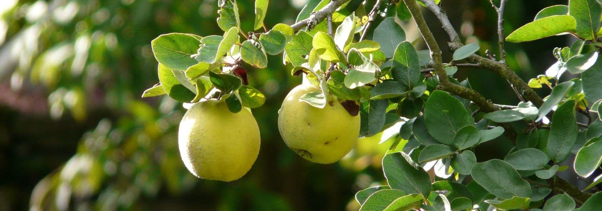 Quince tree: planting, pruning and care