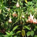 Datura and Brugmansia: sowing, planting and care