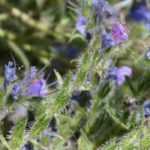 Echium, viper's bugloss: sowing, planting and care