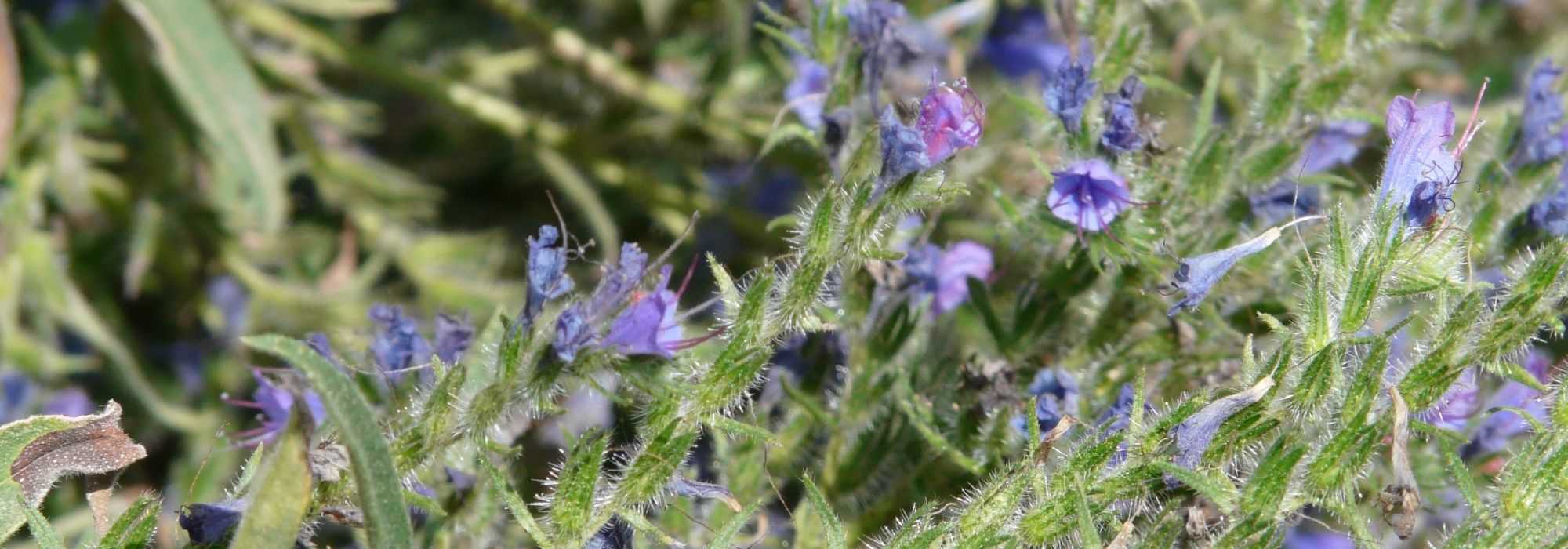 Echium, viper's bugloss: sowing, planting and care
