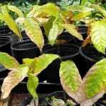 Nitrogen deficiency: what is it? How to avoid and remedy it?