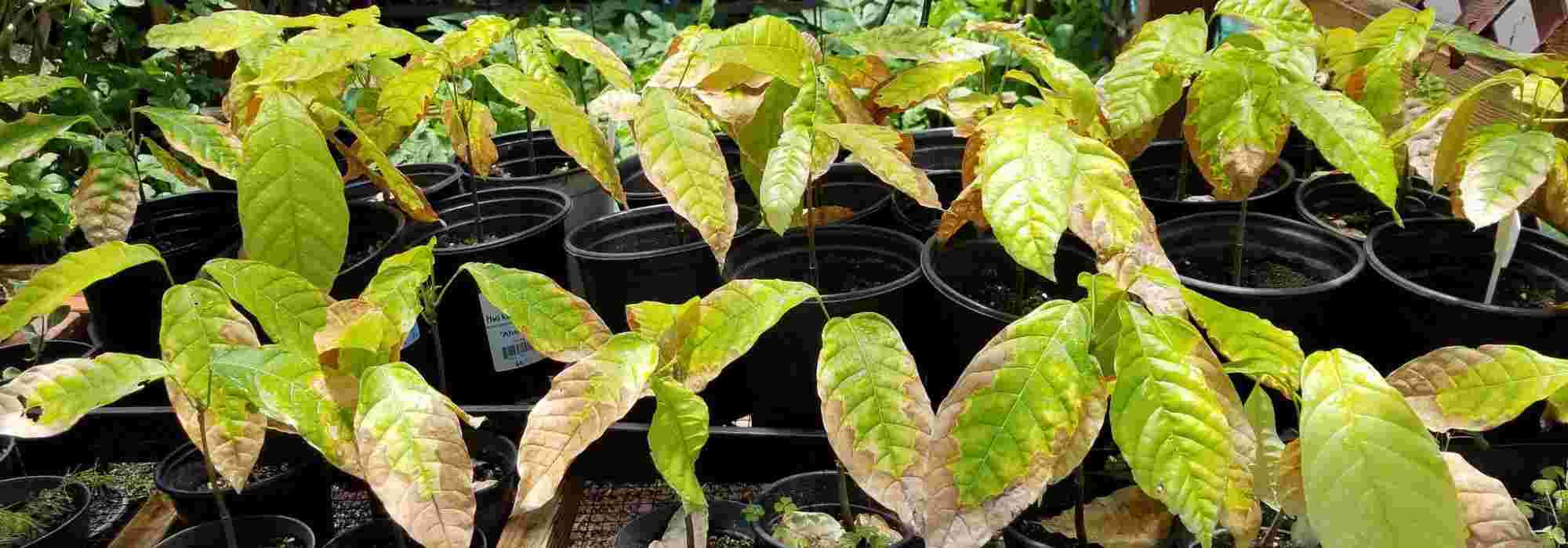 Nitrogen deficiency: what is it? How to avoid and remedy it?