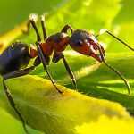 Ants in the garden: do we really need to fight them?
