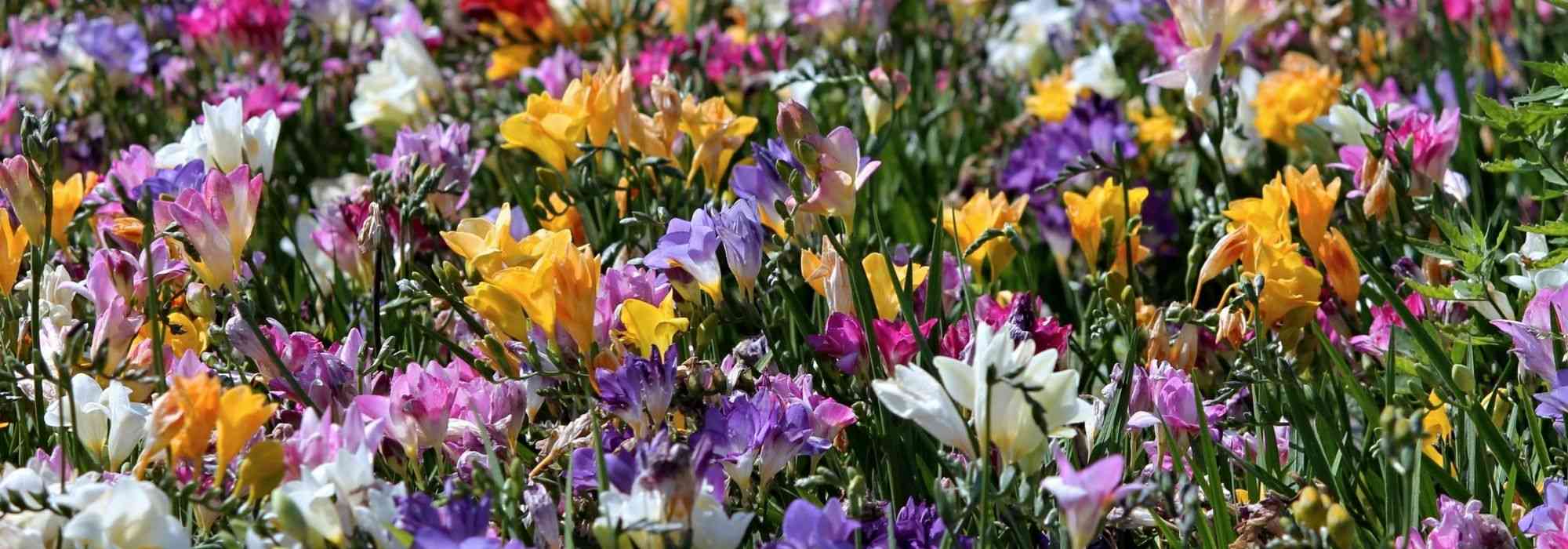 Freesia: planting, cultivation and care